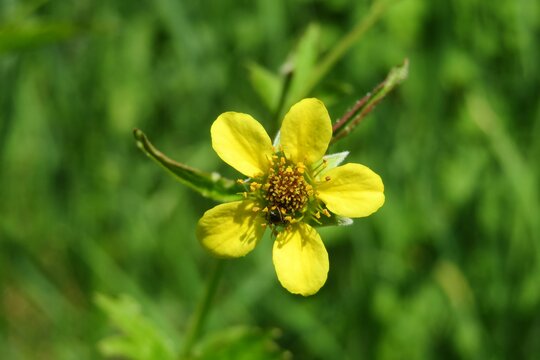 Yellow spring colewort flower on natural green leaves background, closeup