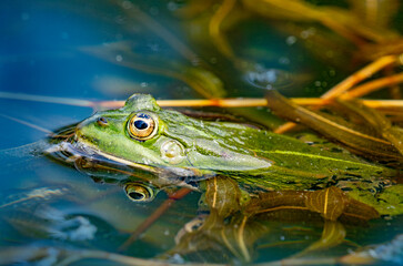 rana esculenta - common european green frog is swimming in a garden pond