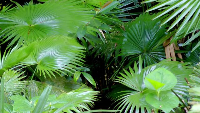 Palm tree leafs in a forest