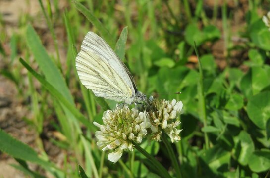 Cabbage butterfly on a white clover flower in the meadow, closeup