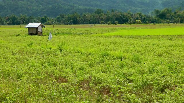 Mung beans and rice field on Panay island Philippines