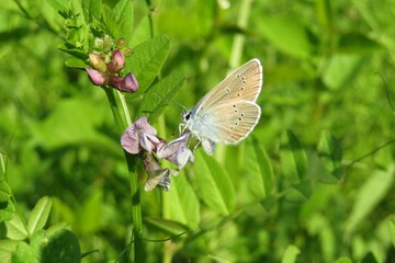 Beautiful polyommatus butterfly on a vicia flowers in the meadow