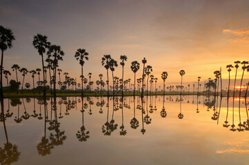 Beautiful morning views of rice fields and Sugar palm trees,Sugar palm trees at sunset,Thailand