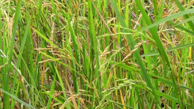 Rice paddy with ripening rice on Panay island in Philippines