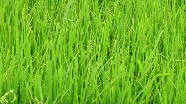 Rice paddy with ripening rice on Panay island in Philippines