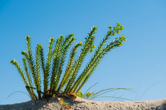 Dune Spurge In Close-up