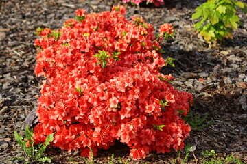 Czerwone kwiaty azalii odmiany "Kermesina"