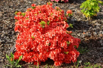 Selbstklebende Fototapeten Czerwone kwiaty azalii odmiany "Kermesina" © Monika