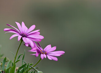 Margarita Lila Dimorphoteca Ecklonis