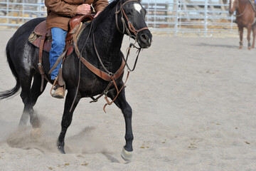 Obraz premium Rural Activity: Dexterous movement of cutting horse.