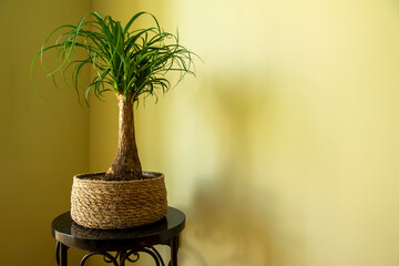 The Beaucarnea Recurvata, also known as Ponytail Palm, or Nolina is a houseplant with a swollen...
