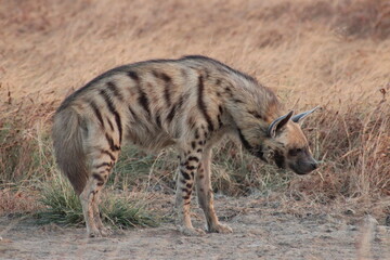 Hyena of velavadar