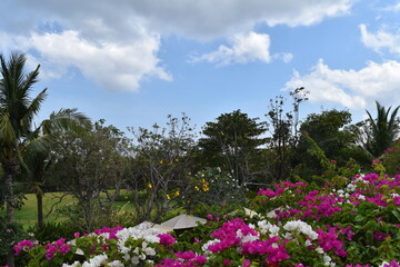 楽園でくつろぐ　バリ島　青空と花　リラクゼーション　癒しイメージ　背景素材　Relax in Paradise Bali Blue Sky and Flowers Relaxation Healing Image Background Material