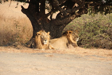 Pair of Gir lions