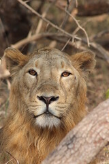 Gir lion watching through the tree