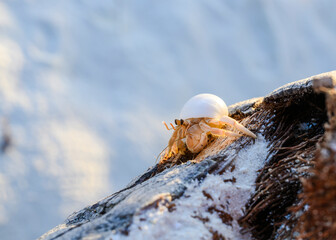 A small crustacean peeks out of a shell on a log on the sandy shore of the ocean