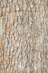 bark of a tree texture background.