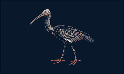 Giant ibis on dark background