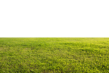 green grass field on white background.