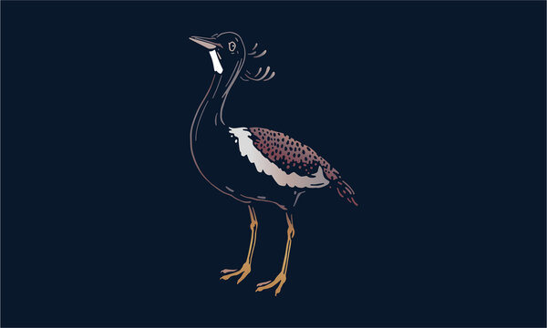 Bengal Florican On Dark Background