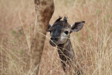 New born giraffe