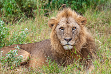 Fototapeta na wymiar Lion - wildlife in Africa Kenya in the middle of the land