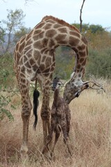 Giraffe and calf