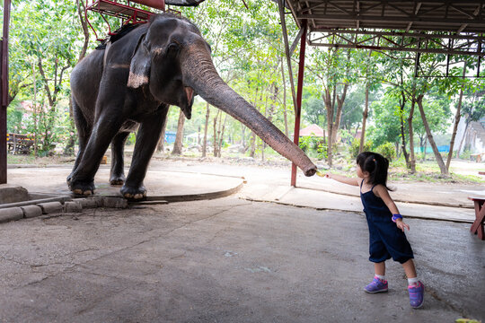 An elephant stretching out its trunk to receive a banana fruit that an Asian girl is handing over. Go to the zoo on vacation.