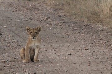 Lion cub