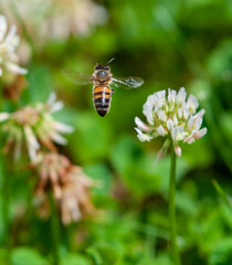 Bee bumblebee flying eating working