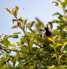 Sparrow on tree while hunting roof