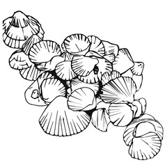 Hand drawn vector illustrations. Seashells.EPS