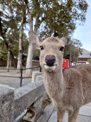 deer in the zoo