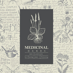Beautiful vector label or banner with Big plantain on a hand-drawn background with medicinal herbs and handwritten text Lorem Ipsum. Botanical illustration in retro style for pharmacy, herbal medicine © paseven