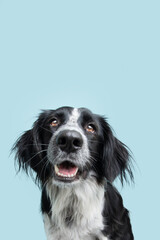 Portrait happy and smiling border collie dog. Isolated on blue background