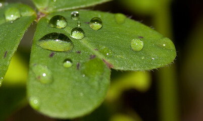 Gotas de Agua en Hojas