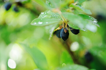 Honeysuckle with berries and rain