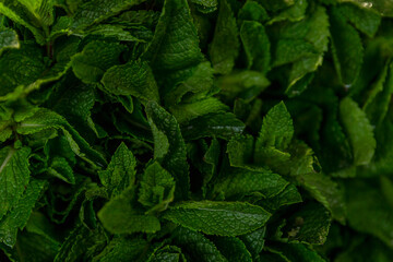 A large bunch of fresh mint leaves. Fragrant seasoning. Close-up.