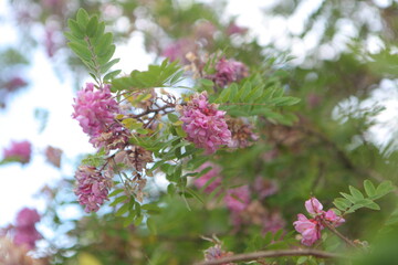 Acacia howittii flowers