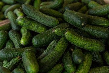 Lots of fresh cucumbers on the market counter. Vitamins and healthy food. Close-up.