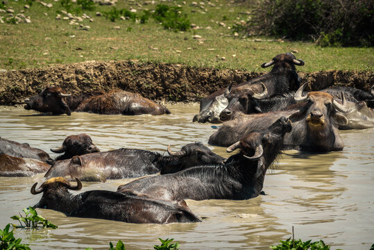 A herd of buffalo swimming in the river