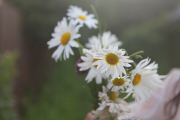 Childrens hands holding a bouquet of daisies holding a bouquet of daisies