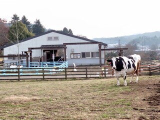 cows on the farm