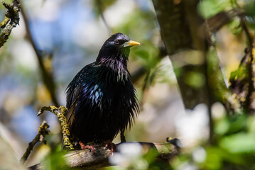 Selective focus photo. Starling bird on apple tree.