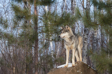 Grey Wolf (Canis lupus) Stands Atop Rock Looking Left Tree and Sky Background Winter