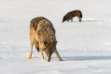 Fototapeta premium Grey Wolves (Canis lupus) Sniff in Field Winter