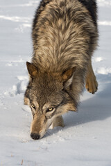 Grey Wolf (Canis lupus) Runs Forward Nose to Snow Winter