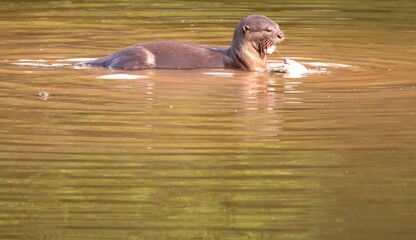 Great Appetite of Wild Otter on The River