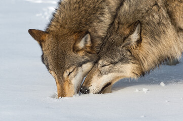 Grey Wolves (Canis lupus) Noses Together Winter