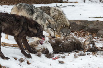 Naklejka premium Pack of Wolves (Canis lupus) Feed at White-Tail Deer Carcass Winter